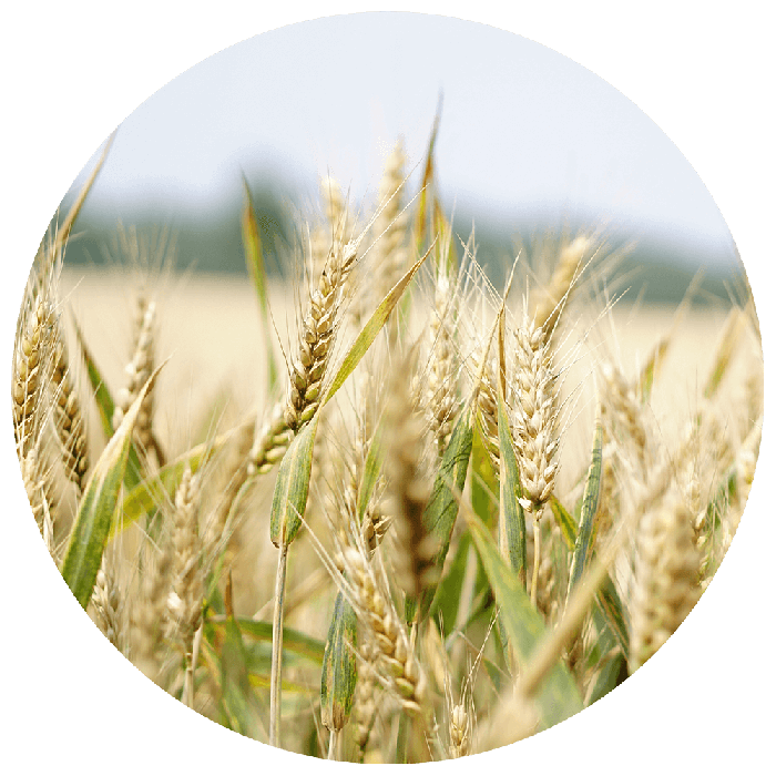 Agro Commodities